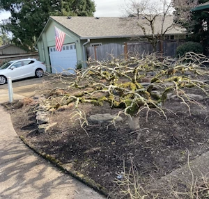 maple-after-annual-prune