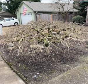 another maple-before-annual-prune