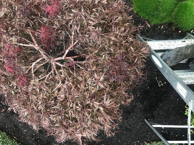 maple-before-annual-prune