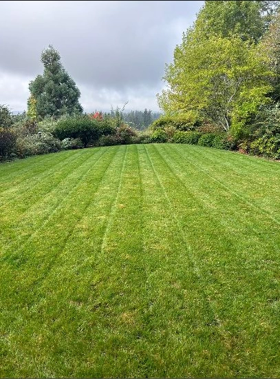 mowed lawn