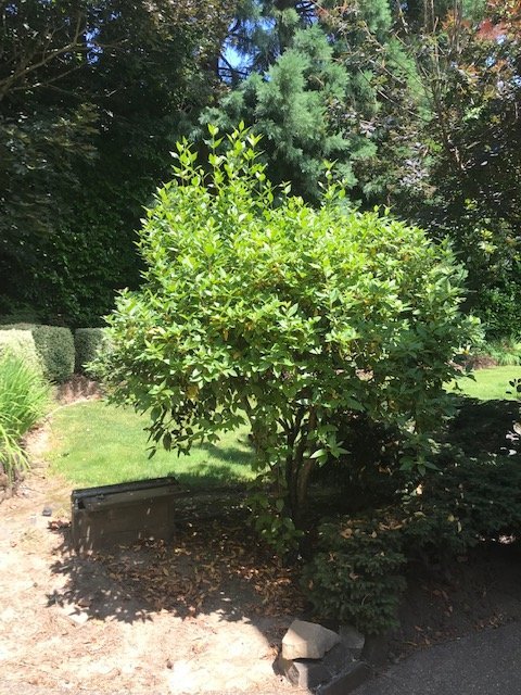 Overgrown Upright Viburnum