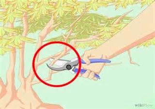 properly pruning your shrubs