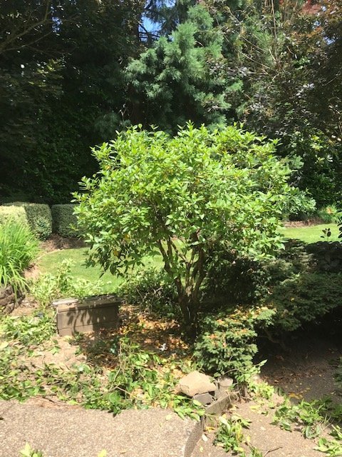 Pruned Upright Viburnum