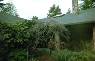 red leaf maple with overgrown limbs