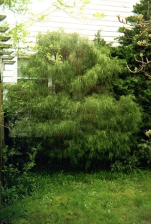 Dead limbs shrowd the look