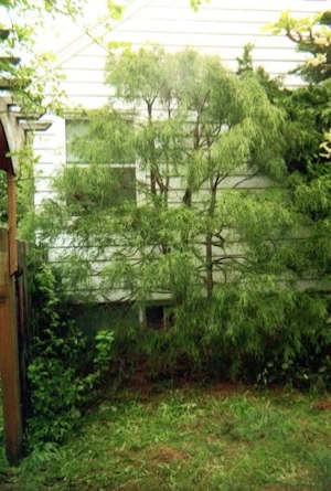 remove dead limbs of an airy look