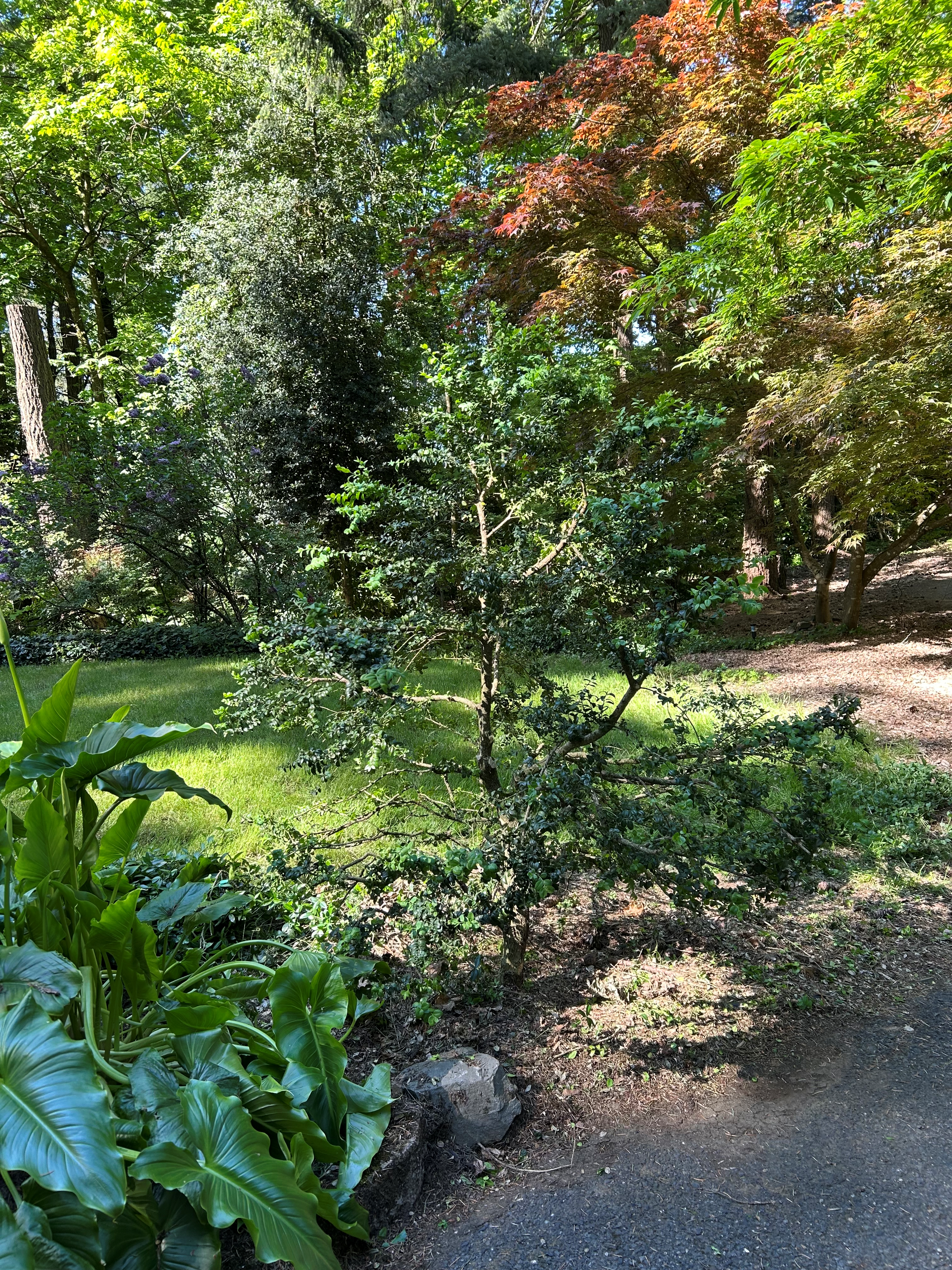 trimed-boxwood
