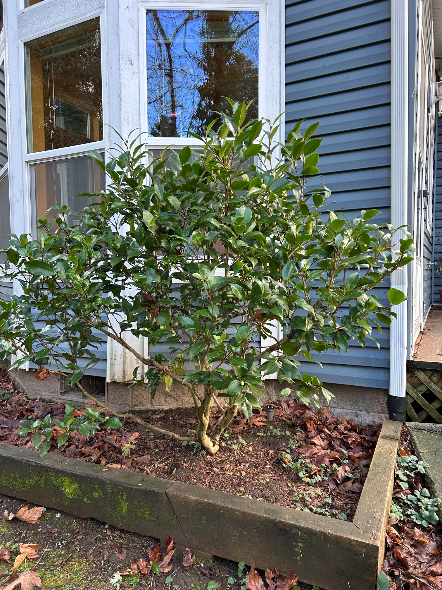 untrimed-camellia