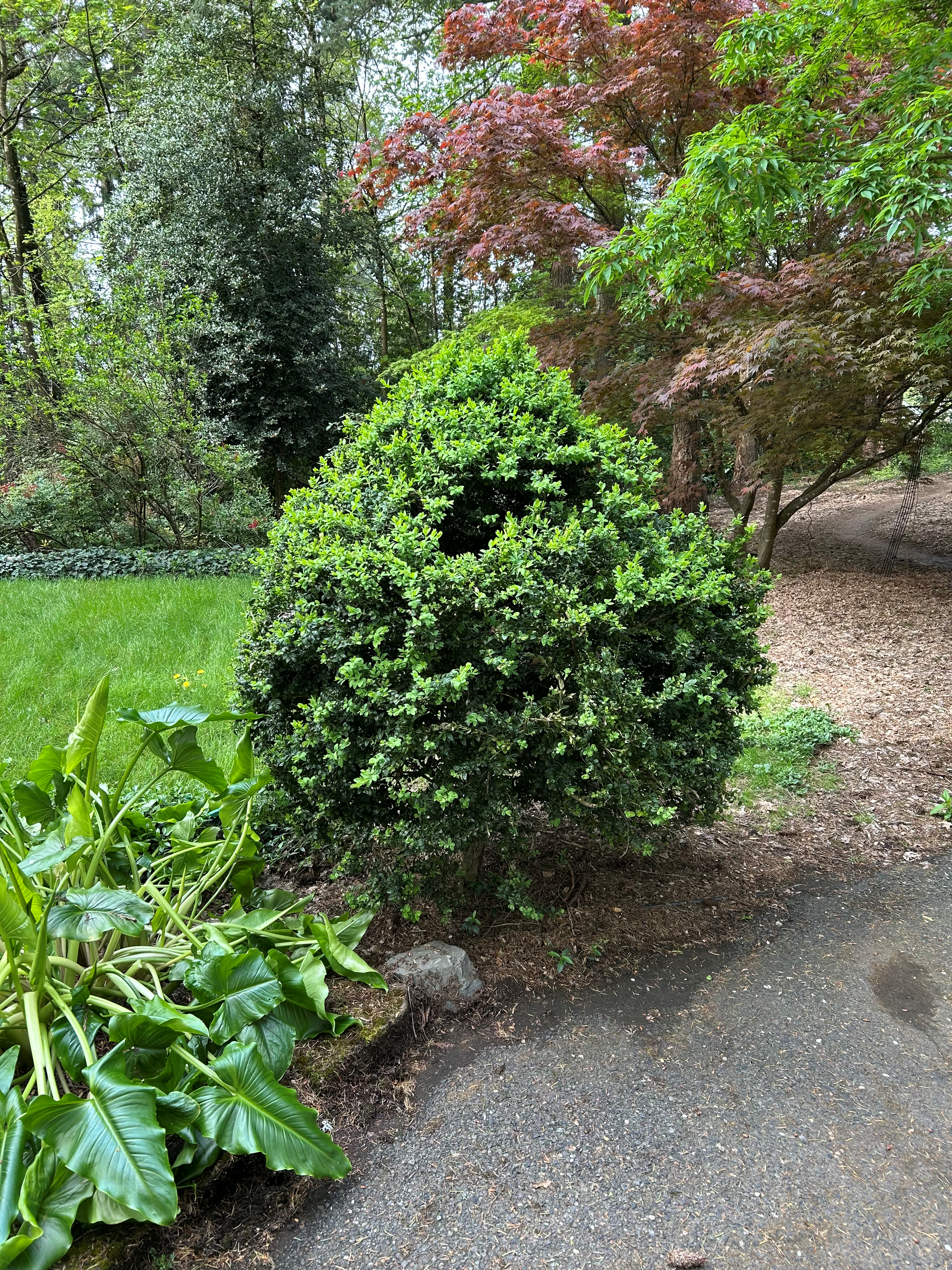 overgrown boxwood