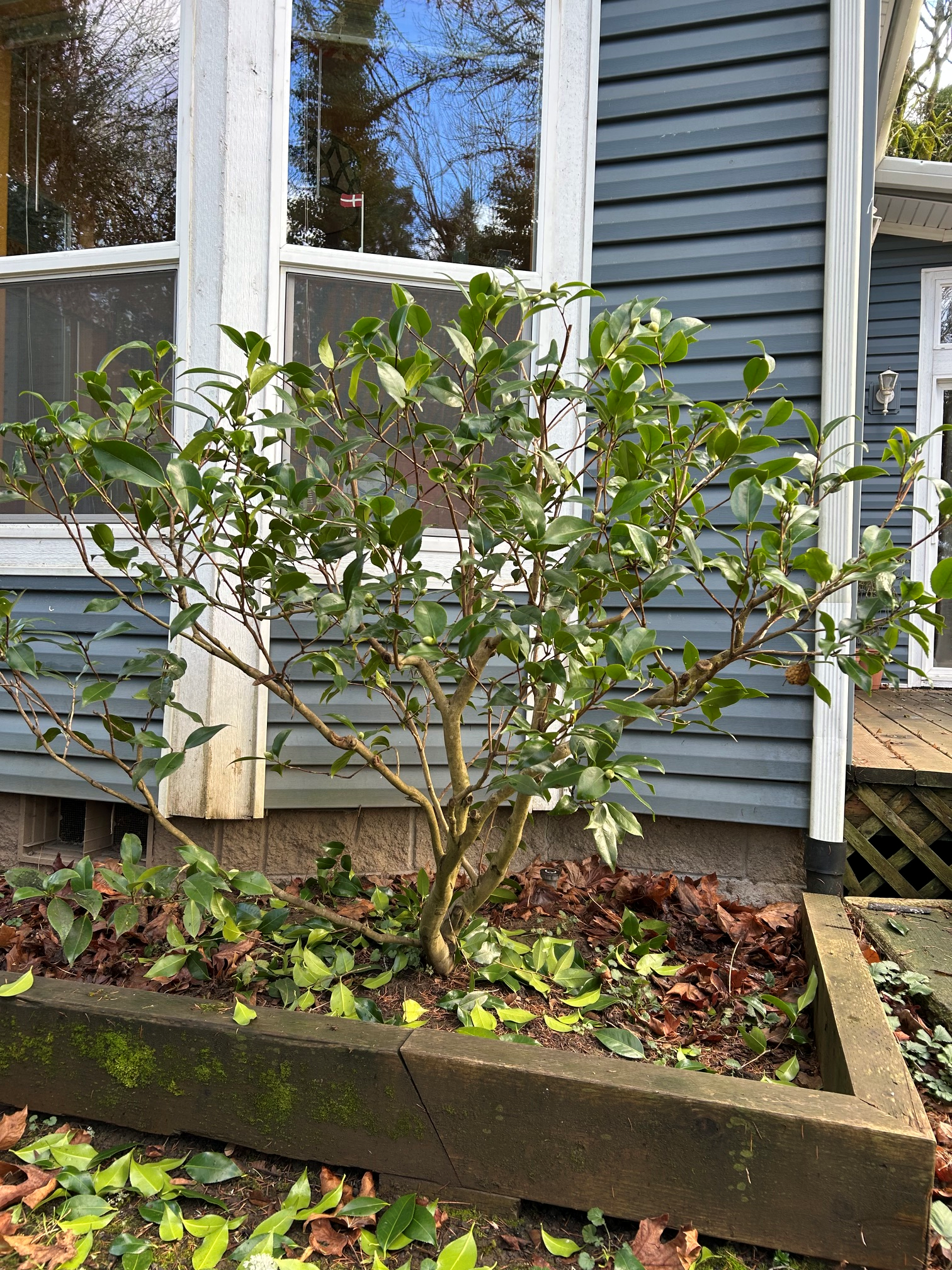 trimed-camellia