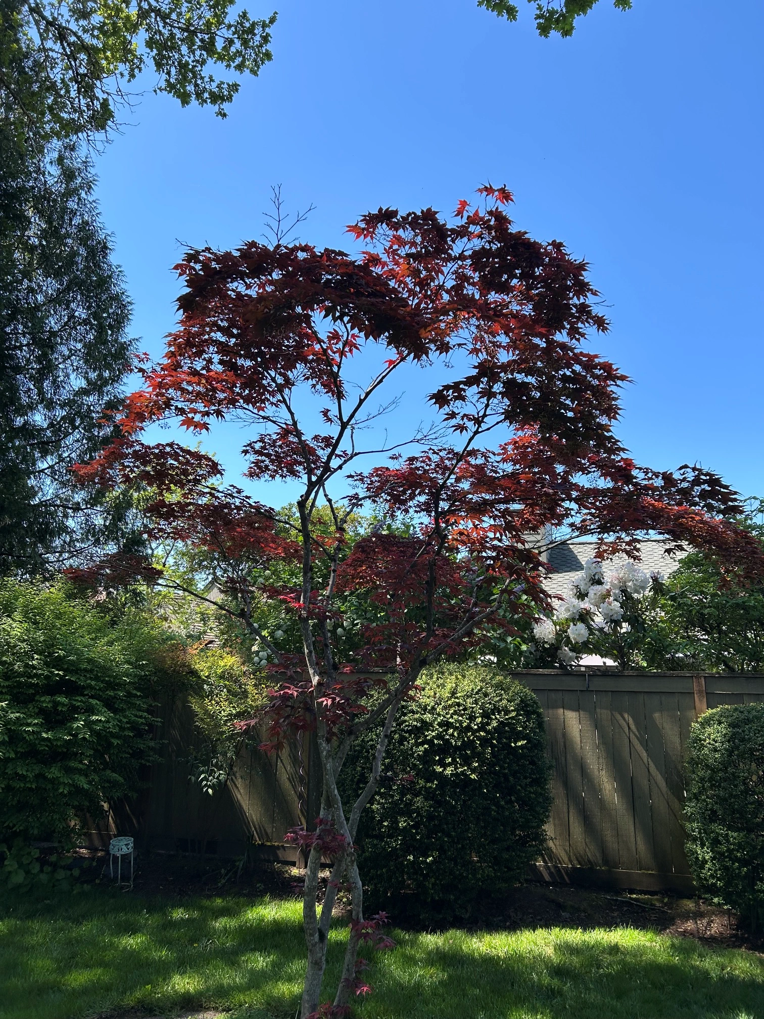 tree with dead limbs