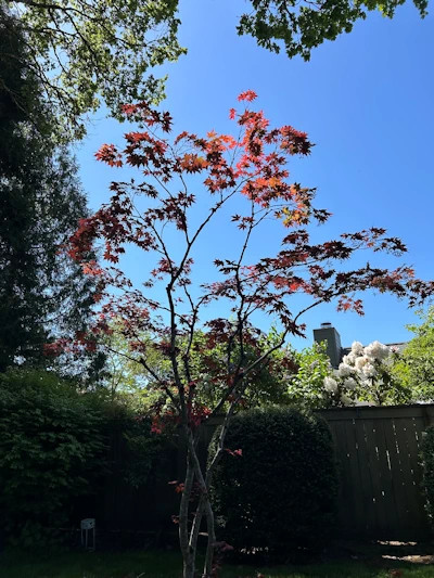 tree with dead limbs removed