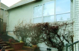 overgrown vine on house needs trimming width=