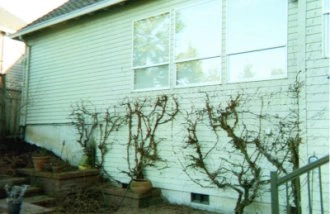 overgrowth removed width=