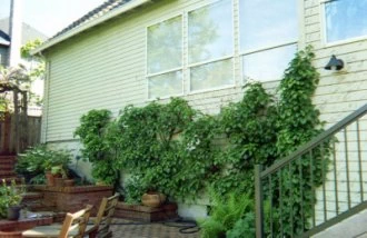 new growth shows in the spring=